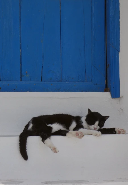 Traditional Greek island scene featuring a stray cat napping against iconic blue and white architecture.