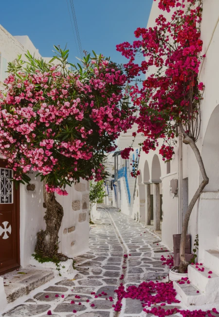 Picturesque street in Mykonos, Greece, featuring traditional white architecture and bright pink flowers on a sunny day.